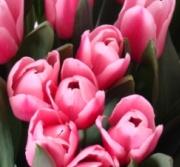 Producent tulipanów